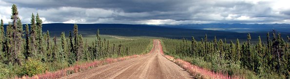Fireweed am Dempster Highway