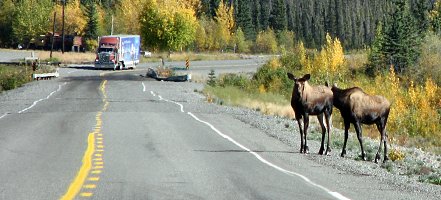 Moose auf dem Alaska Highway