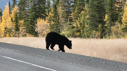 Schwarzbr auf dem Alaska Highway