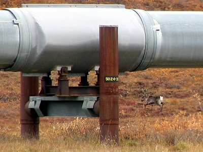 Caribou neben der Alaska Pipeline